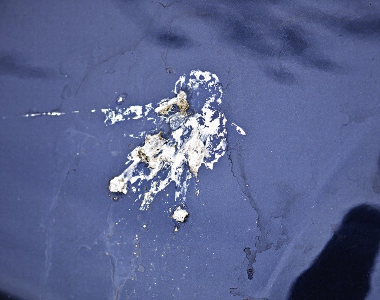 Clean Cars and Birds Don't Mix